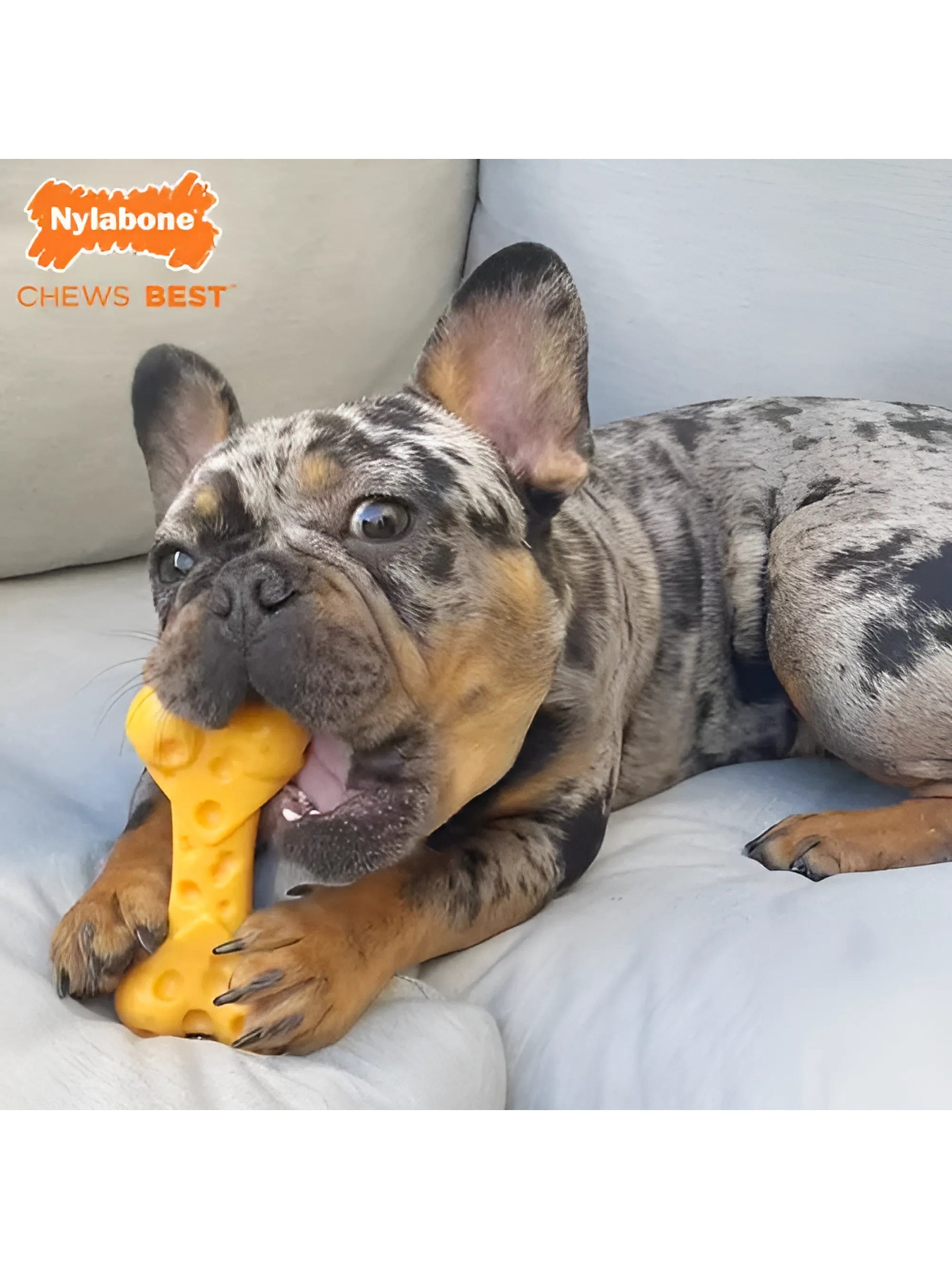 ¿Por qué los juguetes para roer son esenciales para tu perro? 🐾🦴