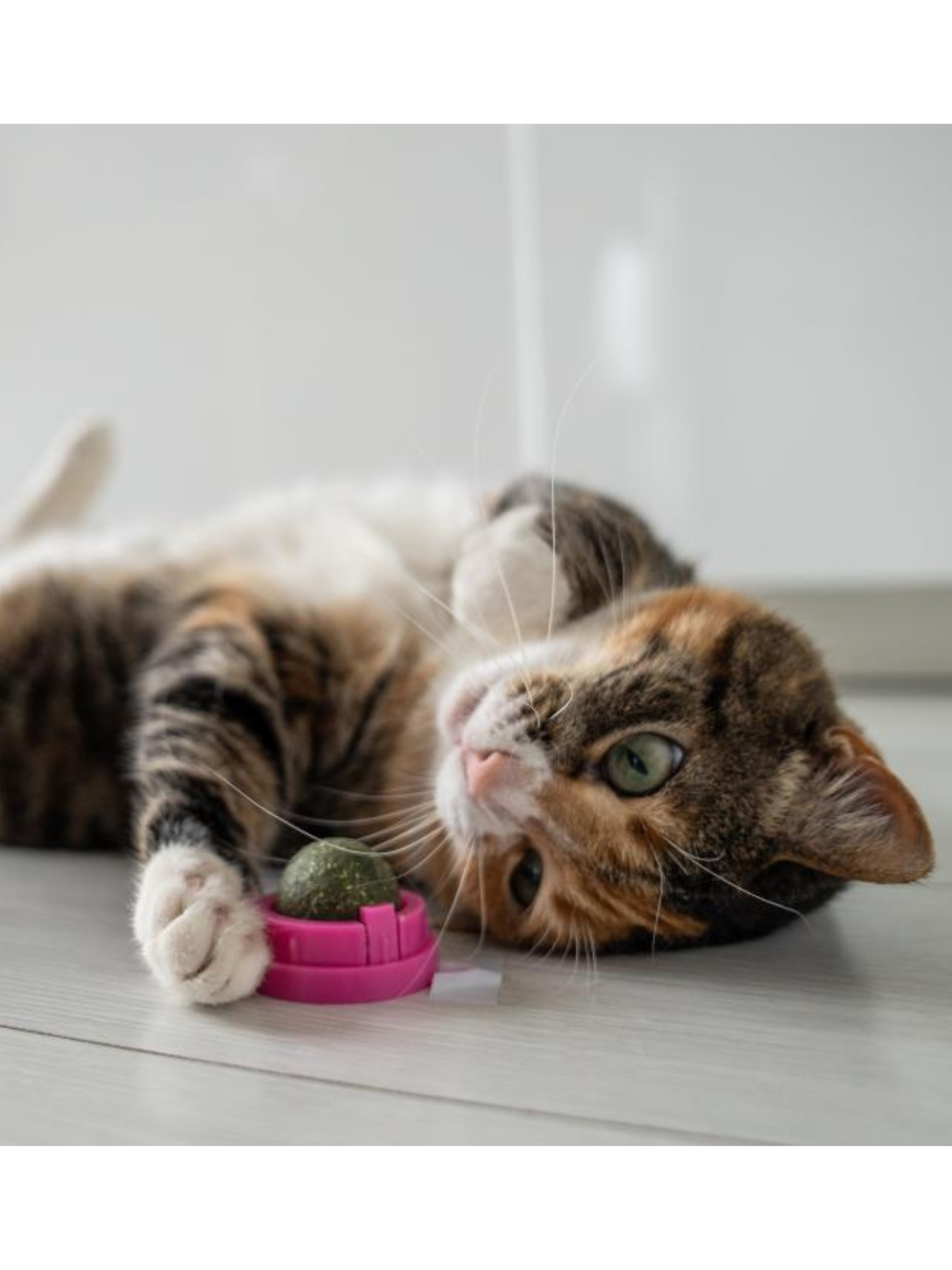 Catnip: ¿Qué es y por qué encanta tanto a los gatos? 🐾🌿
