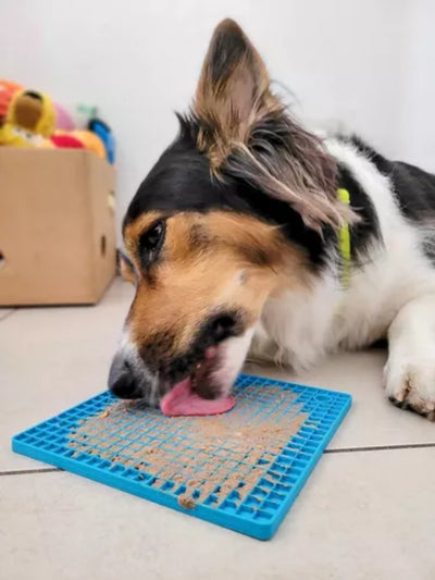 Platos para la Ansiedad y Alimentación Lenta: La Solución para tu Mascota 🐾🍽️