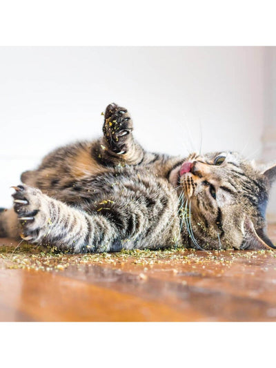 jpg_1500x1500_60882327