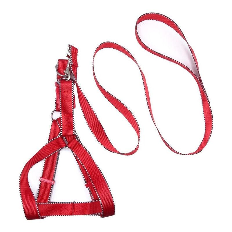 Correa De Paseo Con Arnés Para Perro Talla M Reforzada